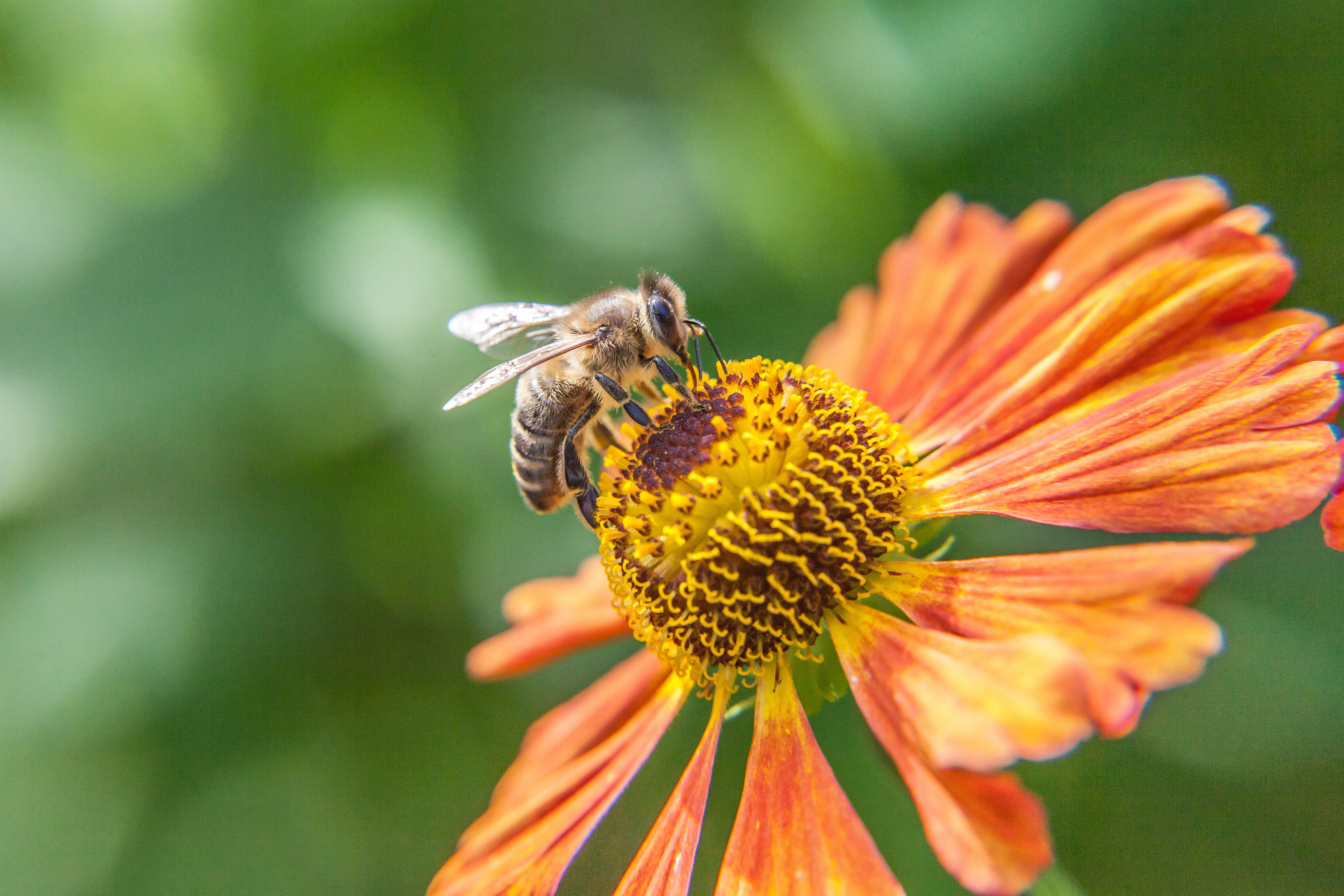 Bee pollinating